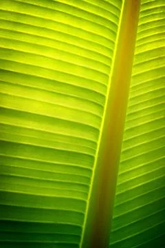 Banana Tree Leaf Pattern Stock Photos