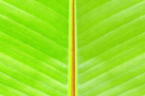 Banana tree leaf Stock Photos