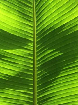 Banana tree leaf Stock Photos