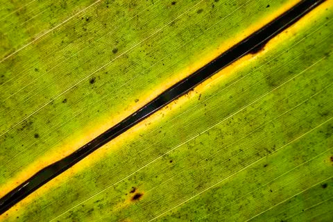 Banana tree leaf Stock Photos