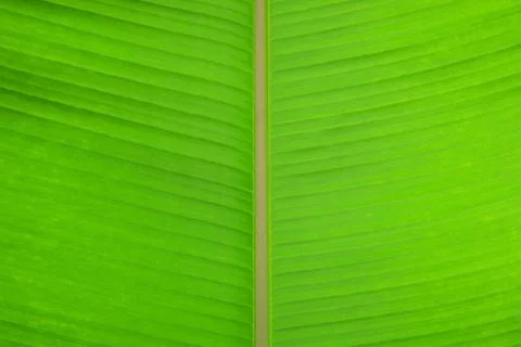 Banana tree leaf. Stock Photos