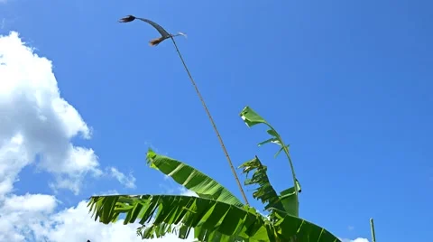 Banana tree leafs moving with the wind and bamboo bird scarer Vídeo Stock 67423517