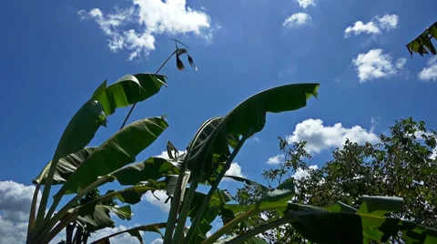 Banana tree leafs moving in the wind with bamboo bird scarer, slow motion