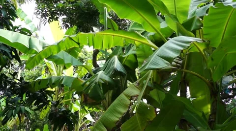 Banana tree leafs waving wind sunny day Stock Footage