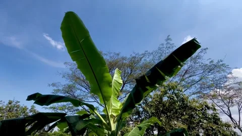 Banana Tree Leaves Blowing in the Wind Under a Bright Blue Sky Stock Footage 340257039
