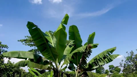 Banana Tree Leaves Blowing in the Wind Under a Bright Blue Sky Stock Footage 340257042