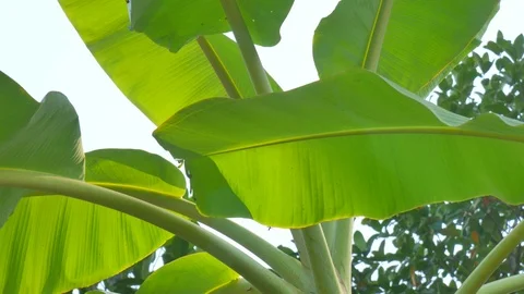Banana tree leaves Stock Footage 72590919