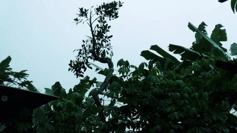 Banana Tree In The Middle Of Rain Stock Footage 217373488
