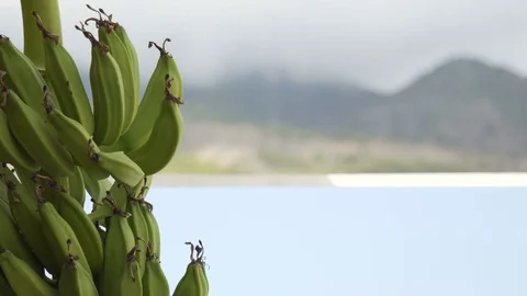 Banana tree in the mountains Stock Footage 81720495
