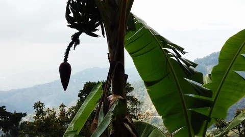 Banana Tree In Mountains Stock Footage