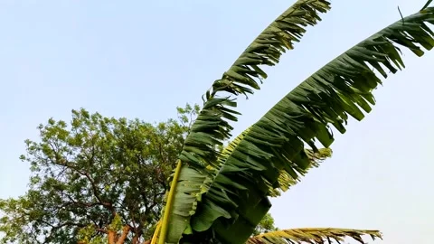 Banana tree moving for fast wind Stock Footage 154355935