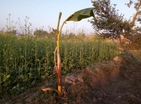 Banana Tree with One leaf Stock Photos