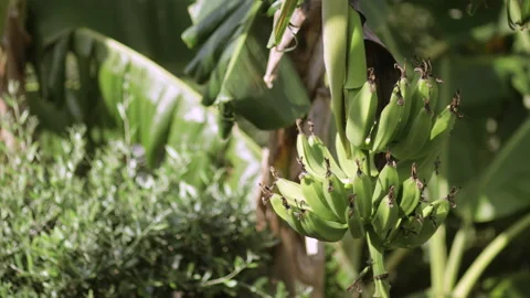 Banana tree. Palm tree during a sunny day Stock Footage 137532672