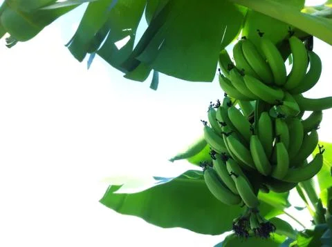 Banana tree Stock Photos