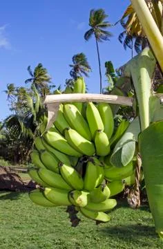 Banana tree 스톡 사진