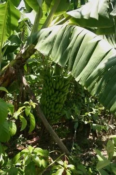 Banana tree Stock Photos