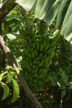 Banana tree Stock Photos