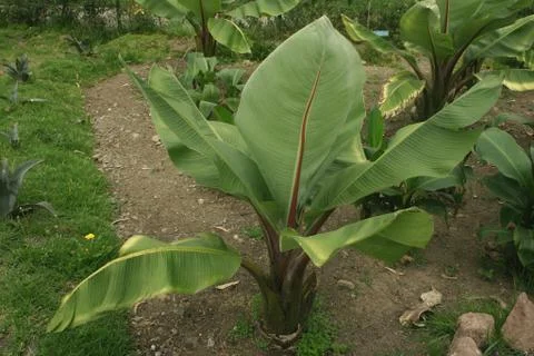 Banana tree Stock Photos
