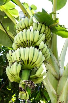 Banana on tree Stock-Fotos