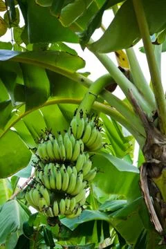Banana tree Stock Photos