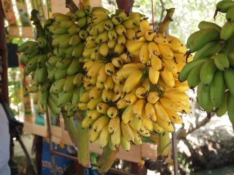 Banana tree Stock Photos