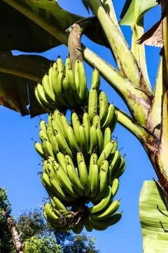 Banana tree Stock Photos