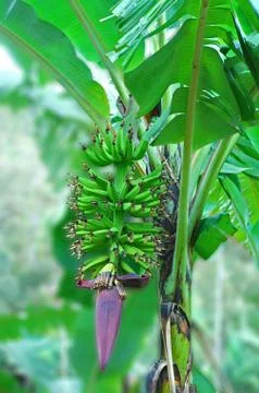 Banana tree 库存照片