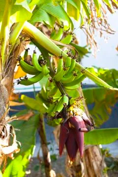 Banana tree Stock Photos
