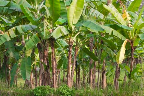 Banana tree Stock-Fotos