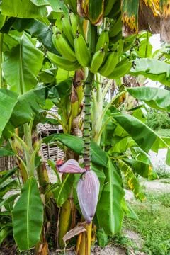 Banana tree Stock Photos