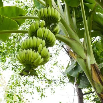 Banana tree Stock Photos