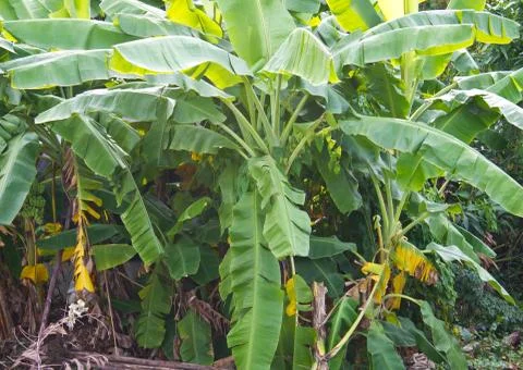 Banana tree Stock Photos