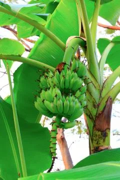 Banana tree Stock Photos