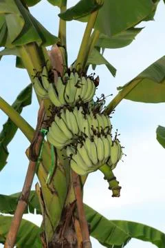 Banana tree Stock Photos
