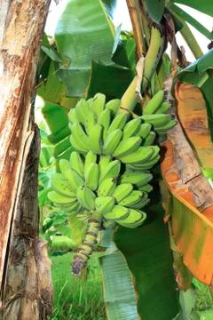 Banana tree Stock Photos