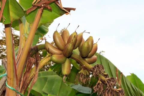 Banana tree Stock Photos