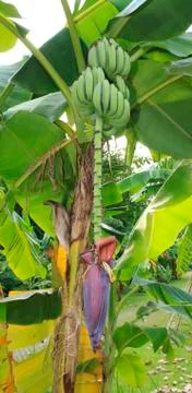 Banana tree Stock Photos
