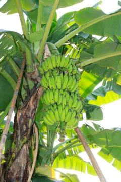 Banana tree Foto stock