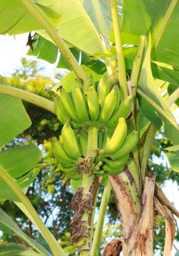Banana tree Stock Photos