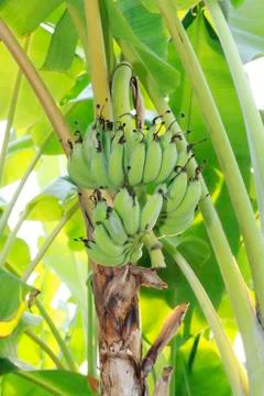 Banana tree Stock Photos