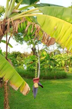 Banana tree Stock Photos