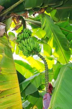 Banana tree Foto stock