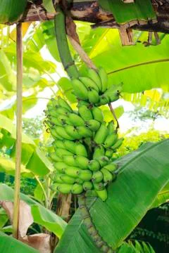 Banana tree Stock Photos