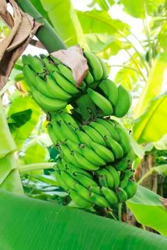 Banana tree Stock Photos