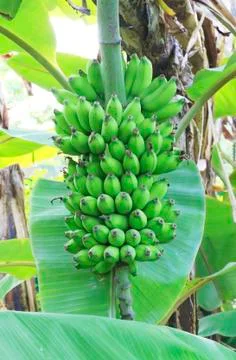Banana tree Stock Photos
