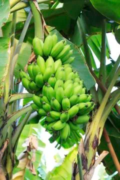 Banana tree Stock Photos