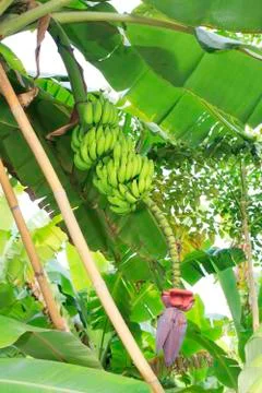 Banana tree Stock Photos