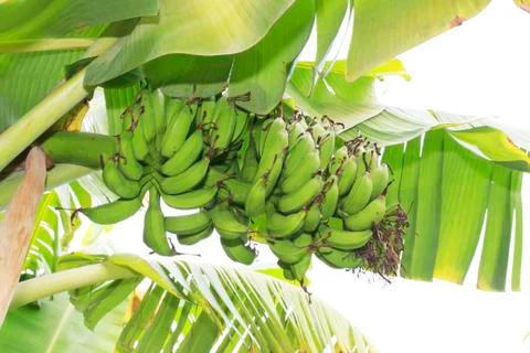 Banana tree Stock Photos