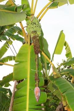 Banana tree Stock Photos