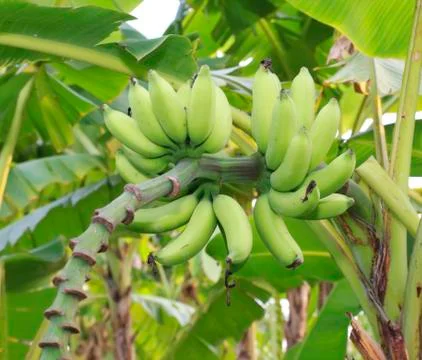 Banana tree Stock Photos